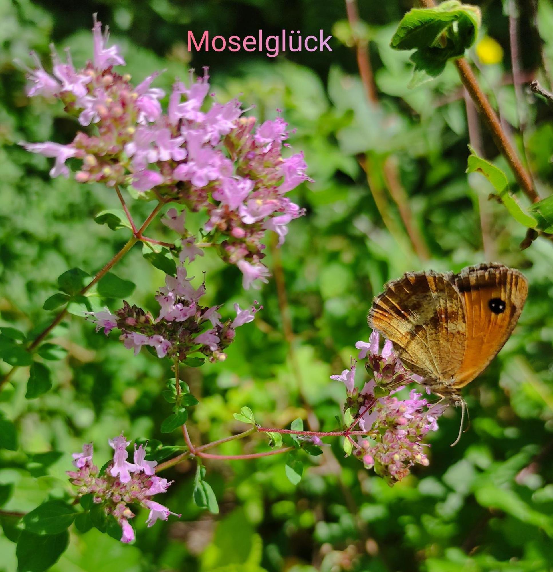 Ferienhaus Moselglueck เอนเคิร์ช ภายนอก รูปภาพ